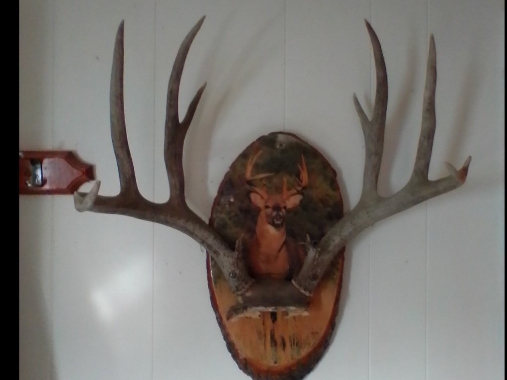 Deer Horn - Hat rack