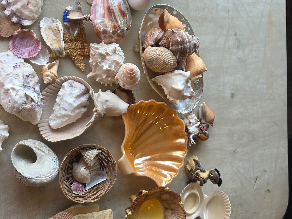 Shell Decor and Sea Shells