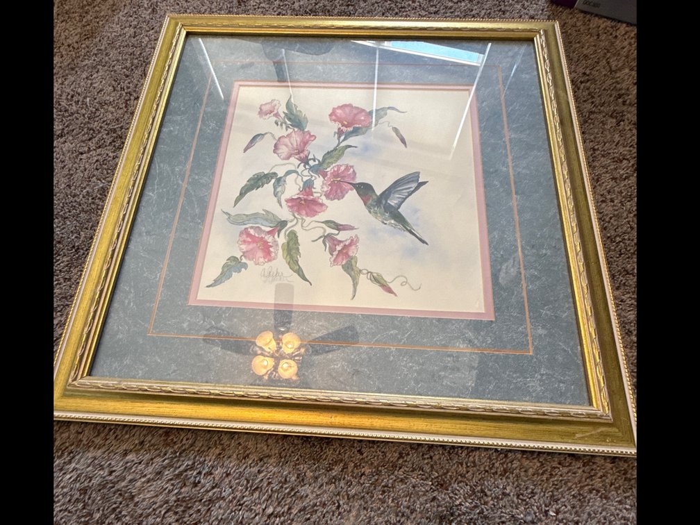 Humming Bird Pictures