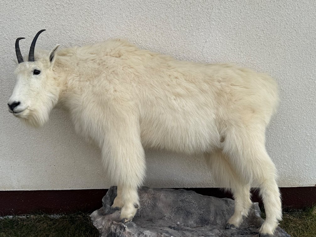 Mountain Goat Full Body Mount