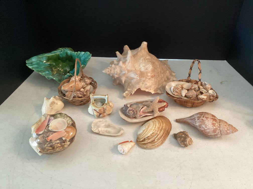 Sea Shells