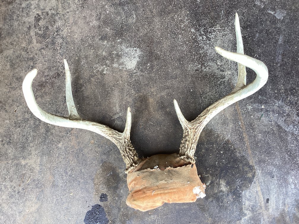 Antlers