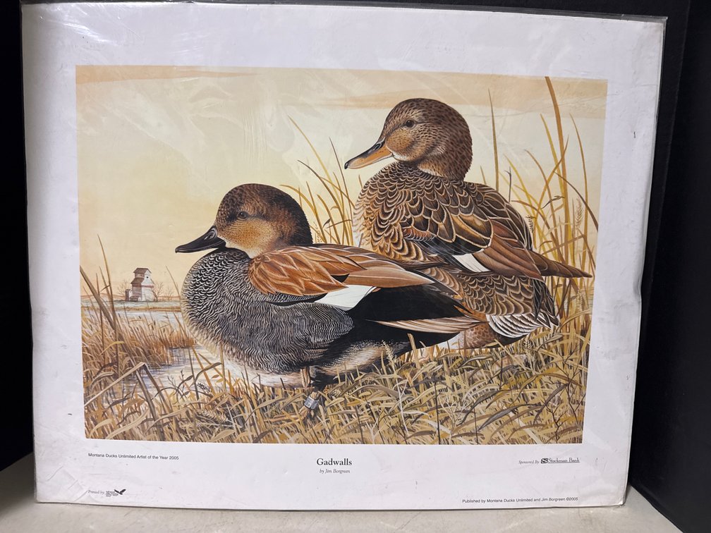 Gadwalls Picture
