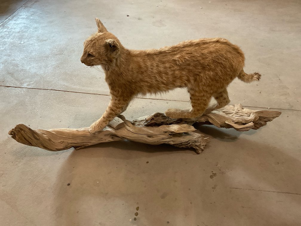 Bobcat Mount