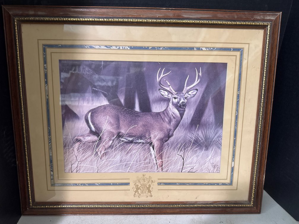 Whitetail Buck Picture
