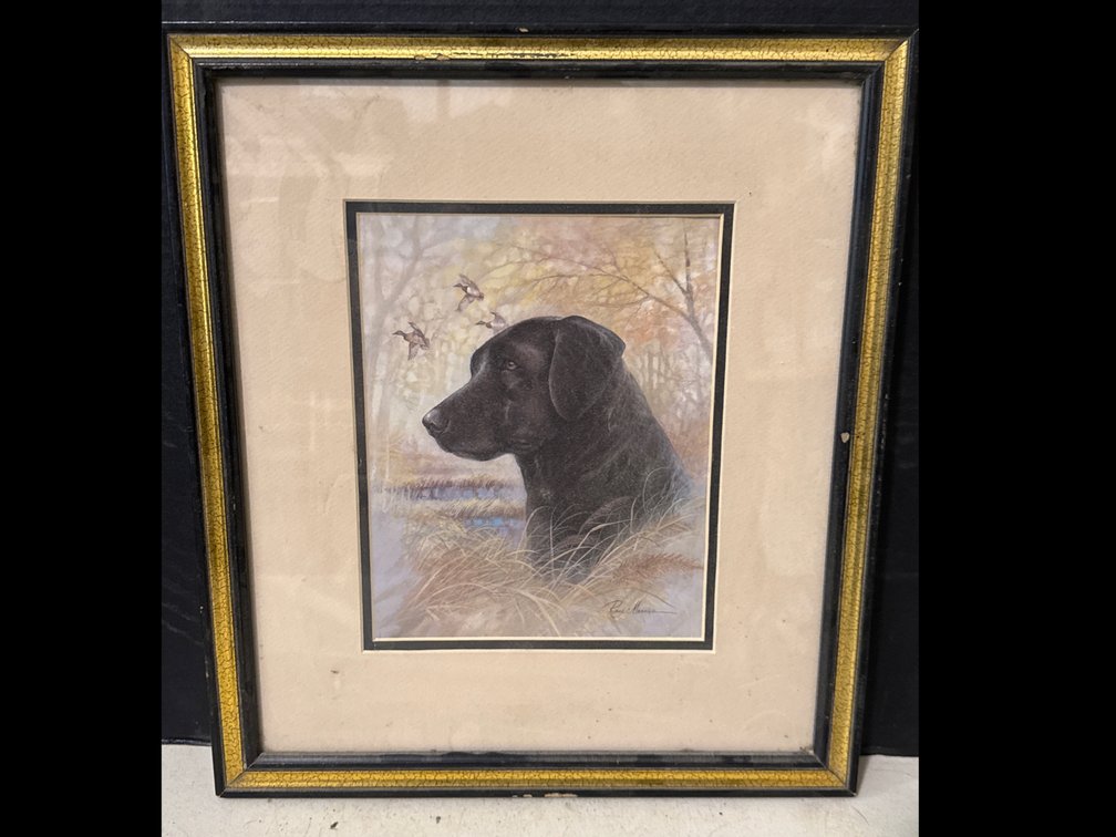 Black Lab Dog Picture