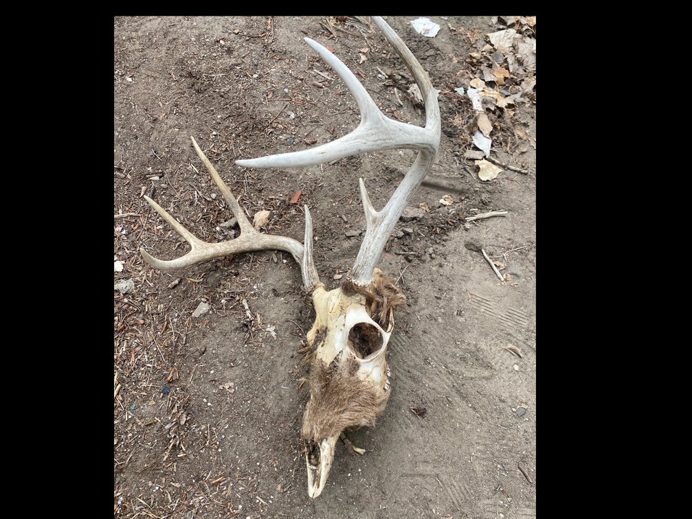 4-Point Whitetail Deer Skull