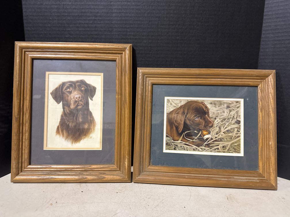 Brown Labrador Pictures