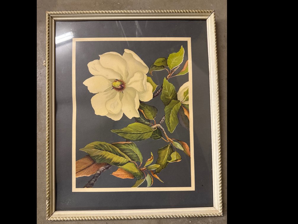 Magnolia Grandiflora Print