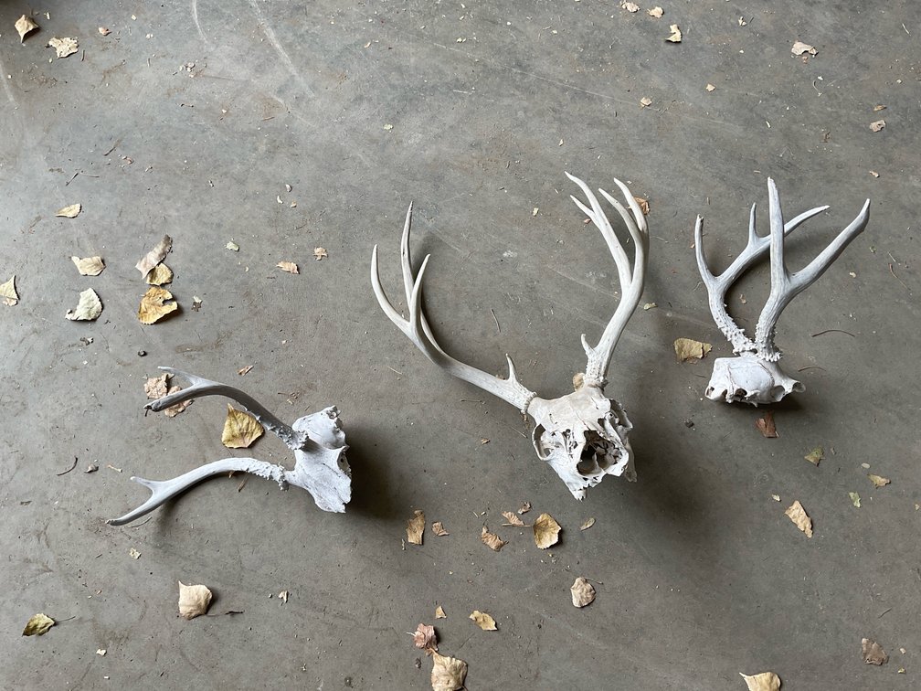 Deer Antlers (3)