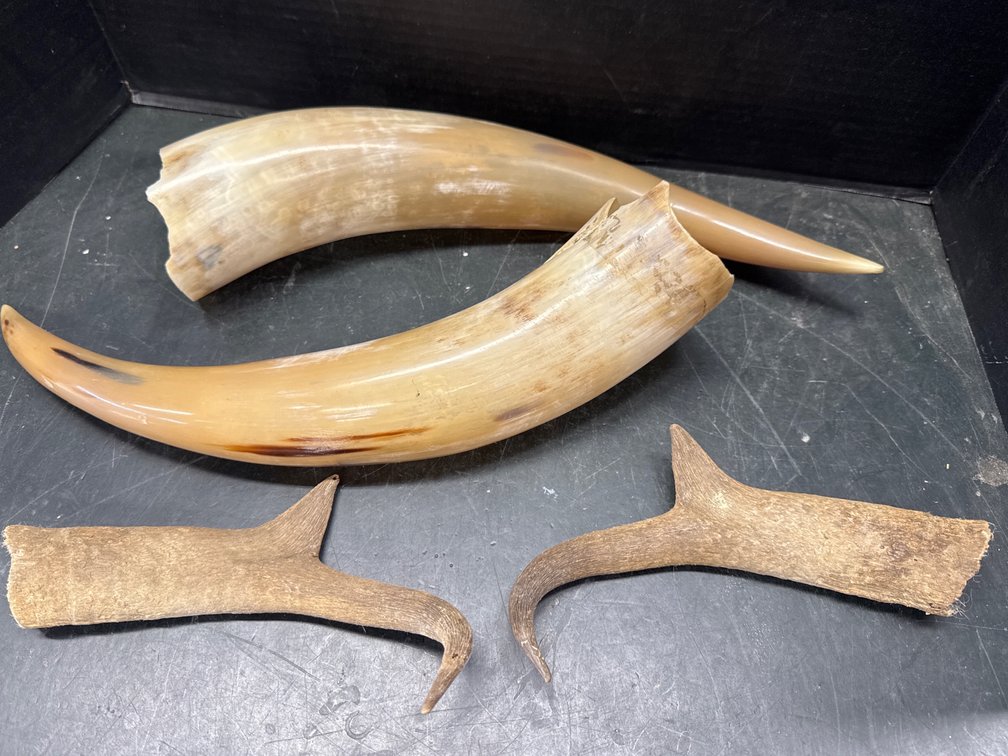 Antelope and Steer Horn Caps