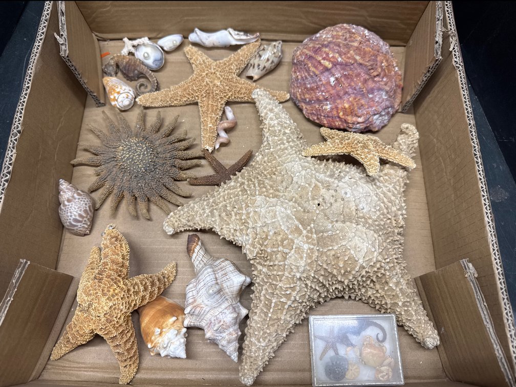 Starfish, Seashells, and Seahorses