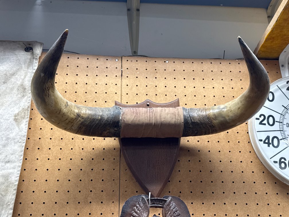 Mounted Pair Of Steer/ Bull Horns