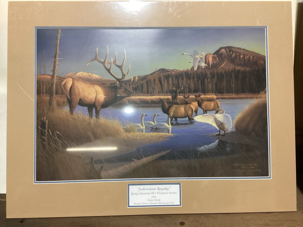 Yellowstone Royalty Rocky Mountain Elk/ Trumpeter Swans, By Wayne Dowdy