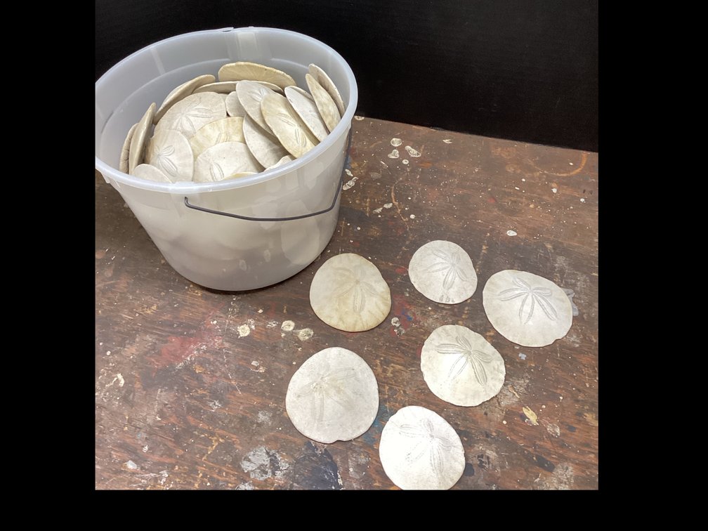 Bucket of Sand Dollars