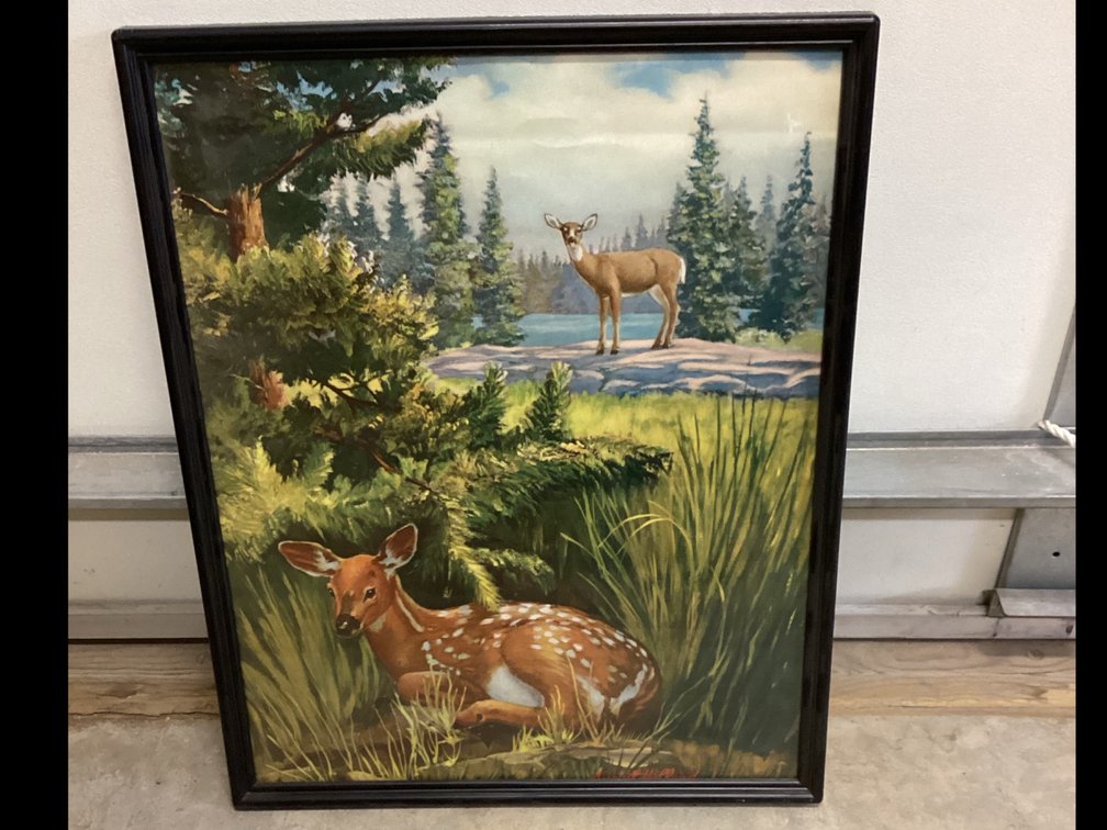 Wilderness Picture of Doe & Fawn