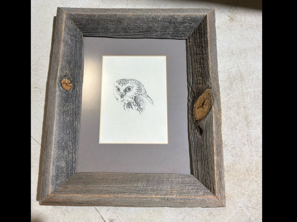 Framed Saw-Whet Owl Picture