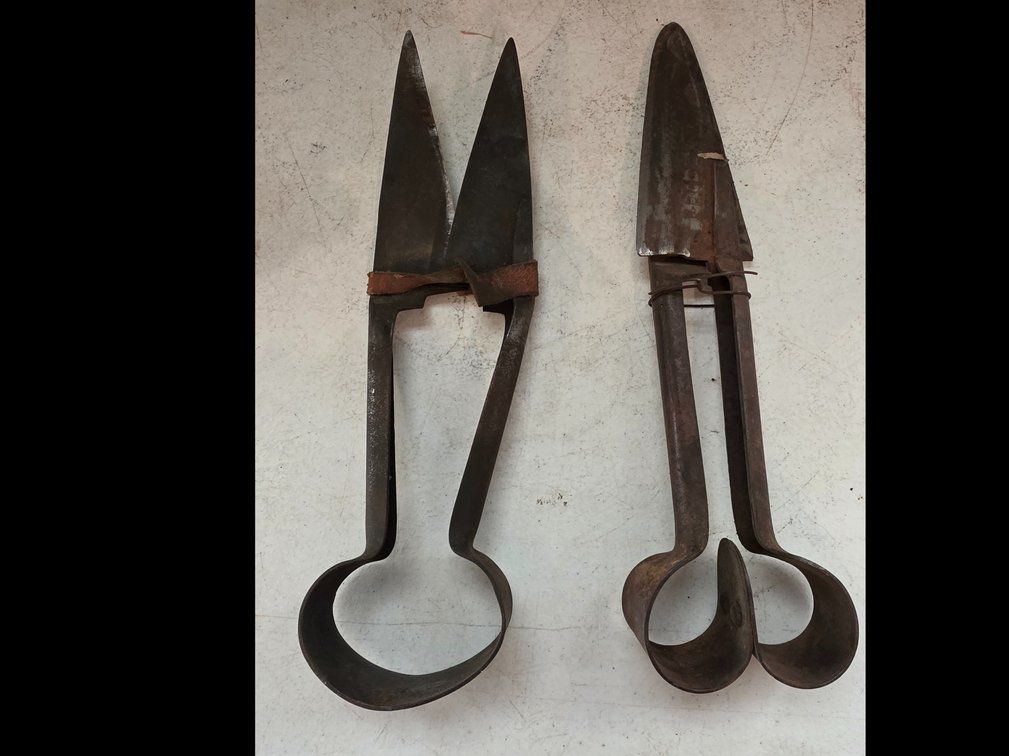 Sheep Shears