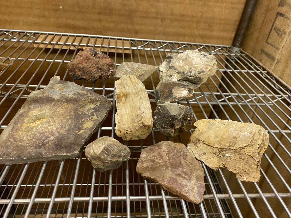 Fossils