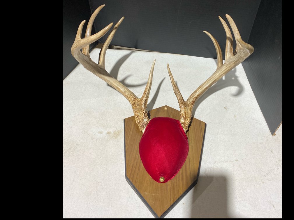White Tail Deer Antlers on Plaque