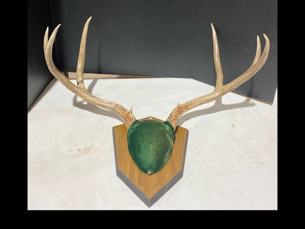 Mule Deer Antlers