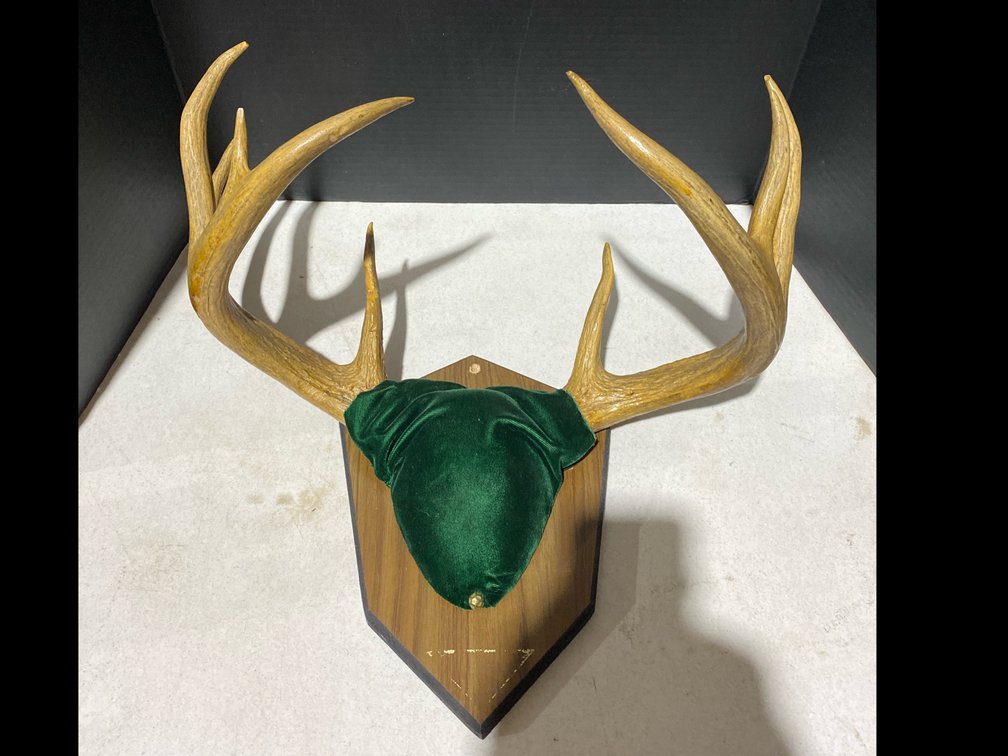 Whitetail Antlers on Plaque
