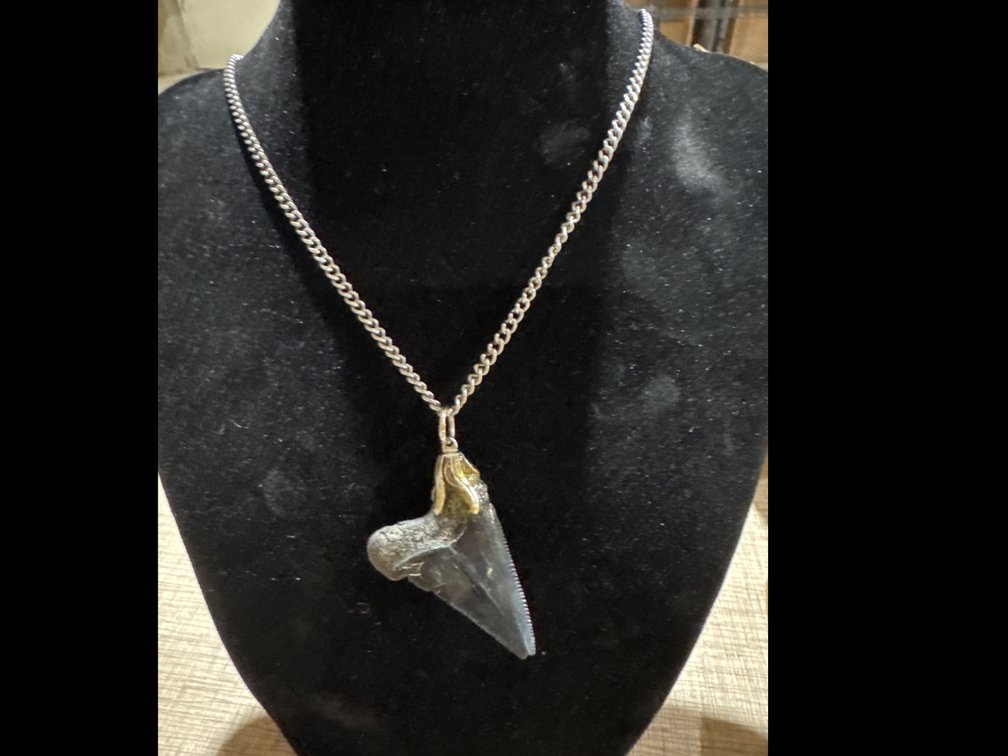 Shark Tooth Necklace