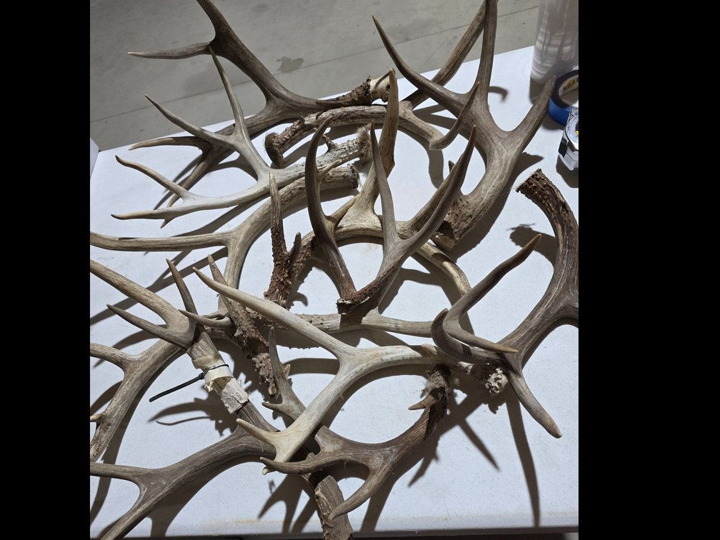 Deer Horns