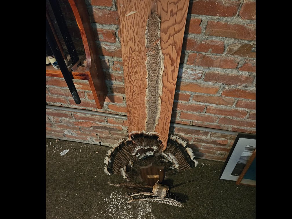Rattlesnake Skins, Turkey Feathers