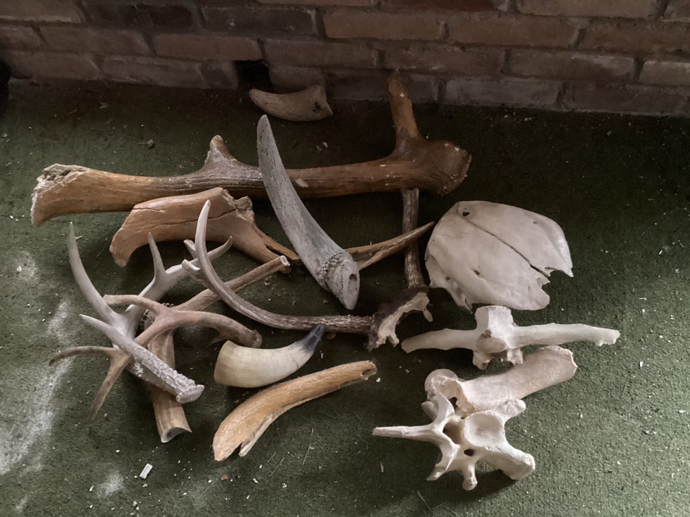 Antler Pieces and Bones