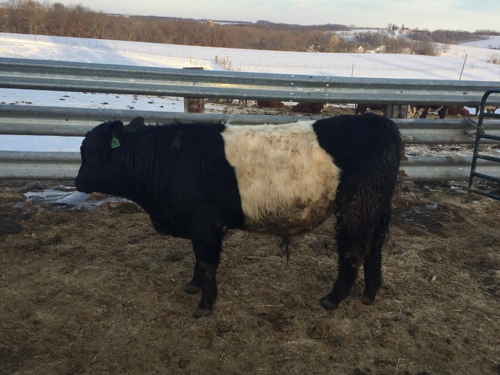Image for BueLingo Beef Cattle #2 Online Auction