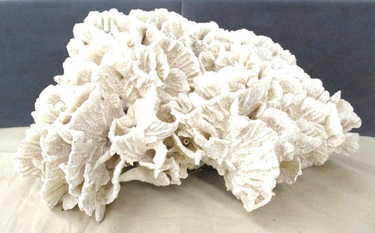 Large real coral