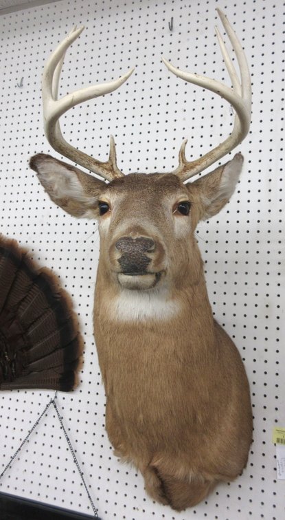 Image for Taxidermy Mounts, Sporting, David Winter, Lilliput Lane, Stamping and Collectibles (yellow tag)