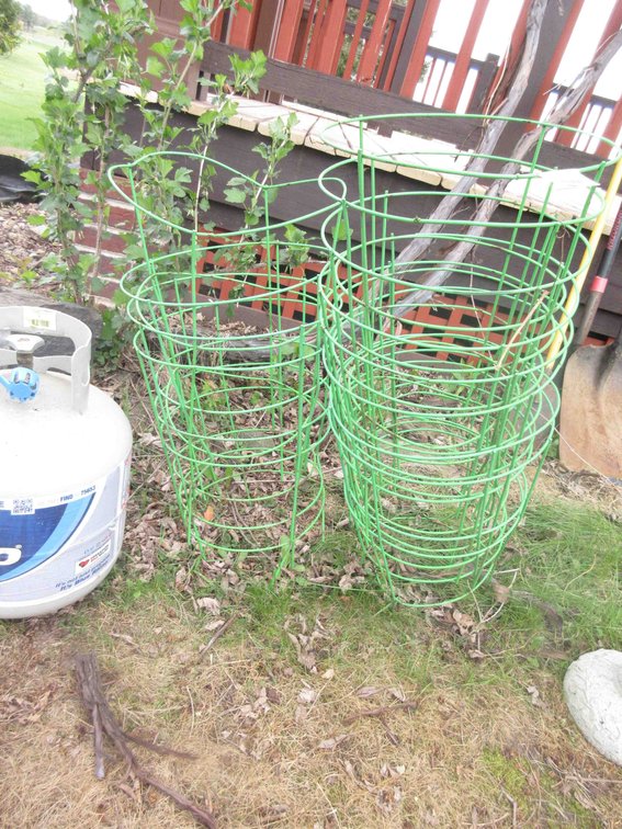 Group of heavy duty tomato cages