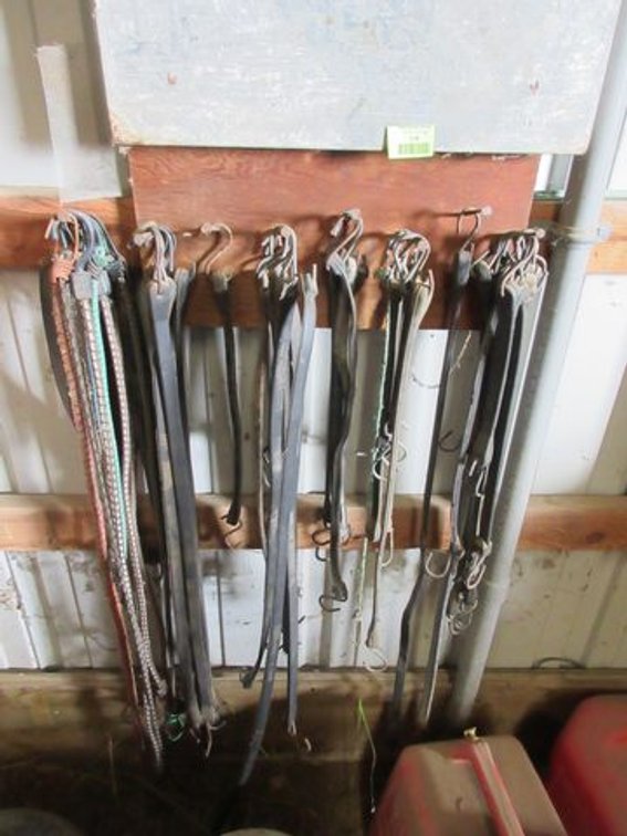 Group of bungee cords