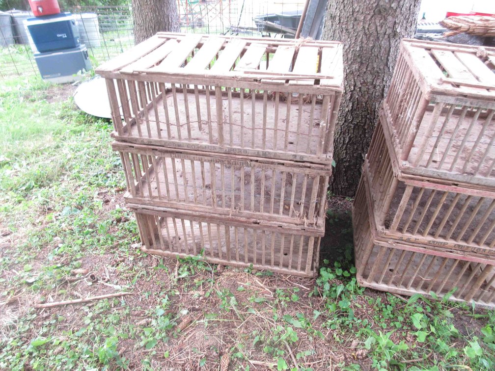 (3) Wood chicken crates