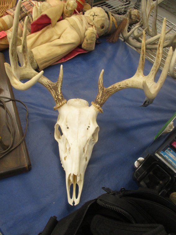 Deer skull with antlers