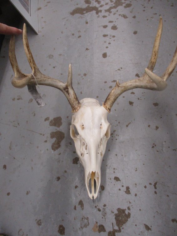 Deer skull with antlers