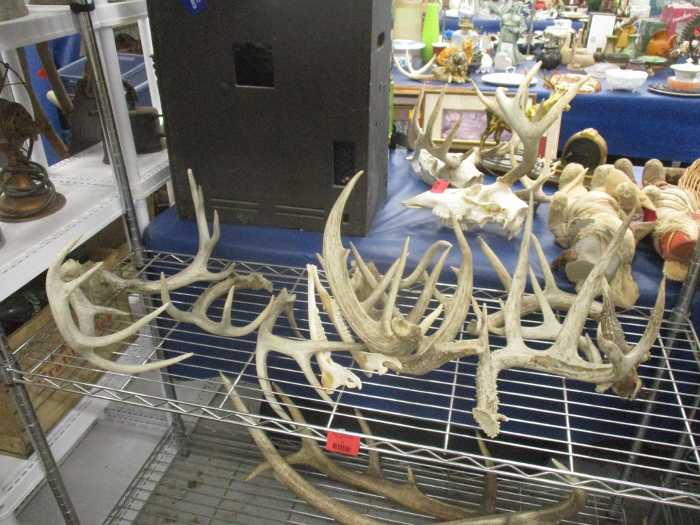 Group of deer antlers