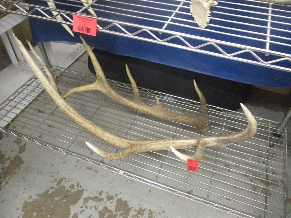 (2) Elk antlers