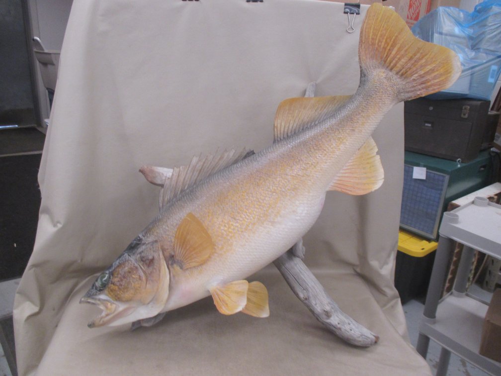 Walleye wall mount