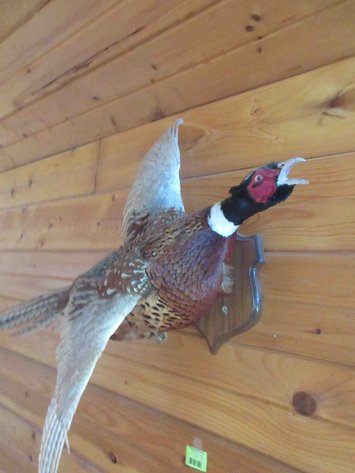 Image for Pheasant mount