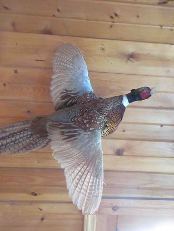Image for Pheasant mount