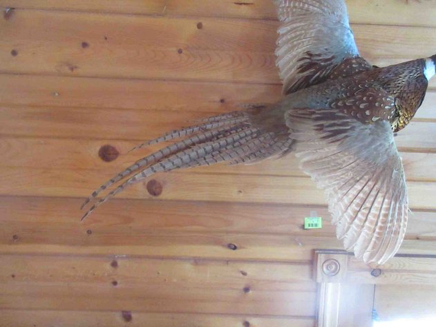 Image for Pheasant mount