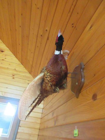 Image for Pheasant mount