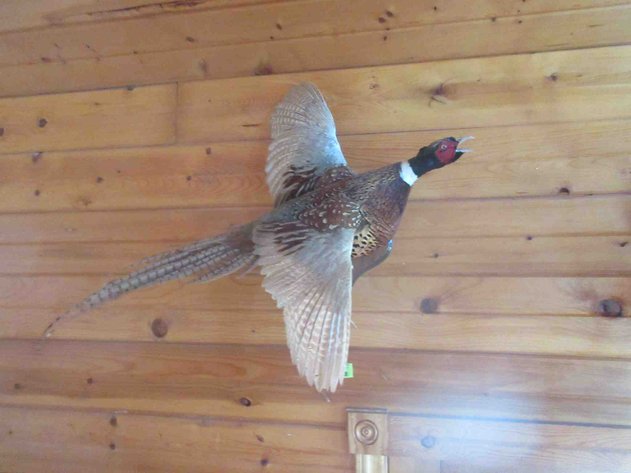 Image for Pheasant mount