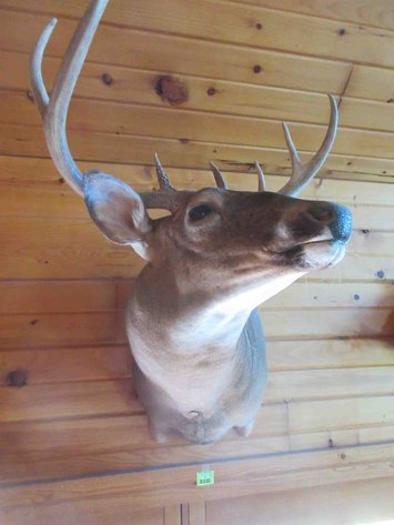 Image for Deer shoulder mount
