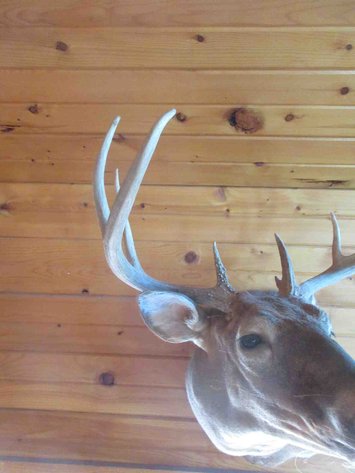 Image for Deer shoulder mount