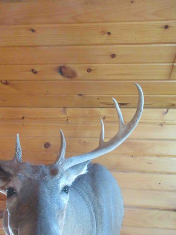 Image for Deer shoulder mount