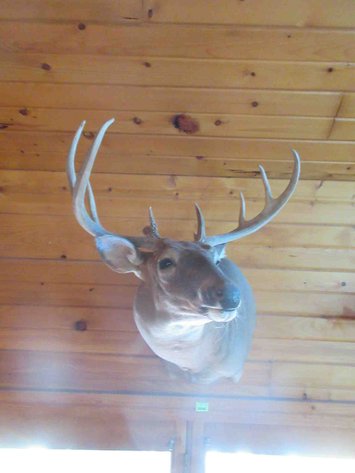 Image for Deer shoulder mount